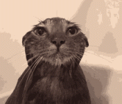 cat-water.gif