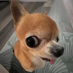 NG.webp