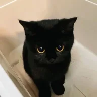 Frodo